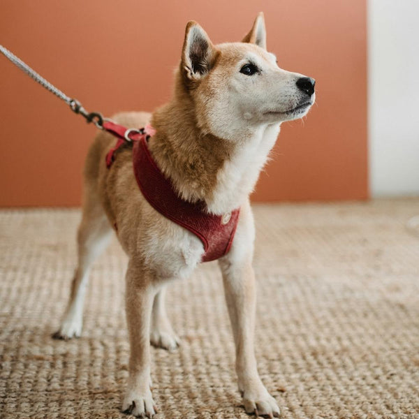 Pet Collars &amp; Harnesses