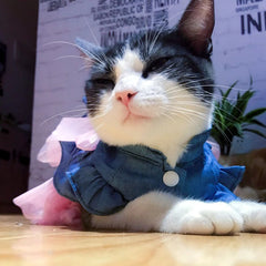 Denim Cat Dress 👗 Summer Outfit for Sphynx, Kittens & Small Pets