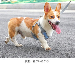 Adjustable Reflective Dog & Cat Harness – Mesh Pet Vest