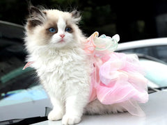 Spring Princess Dog Dress 🌸 Lace & Stripe Skirt for Dogs & Cats