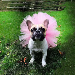 Colorful Tutu Dog Dress 🌸 Soft Tulle Princess Outfit for Small Pets