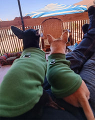 Warm Fleece Dog Jacket ❄️ Soft Winter Vest with D-Ring for Small Dogs & Cats