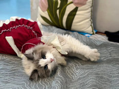 Lolita Princess Pet Dress – Bow Skirt Outfit for Small Dogs & Cats